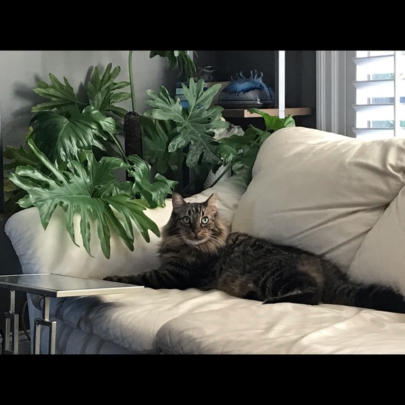 Meet your Posher, Cat - Picture 5 of 8